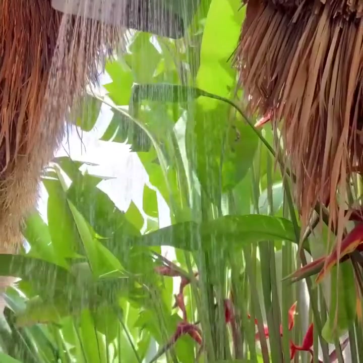 Outdoor shower amid tropical greenery